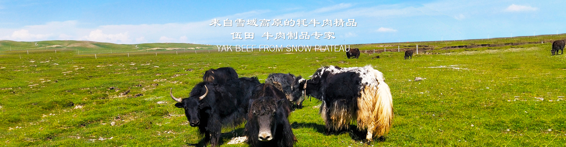 四川牛肉干品牌來自西藏的牦牛肉精心加工而成